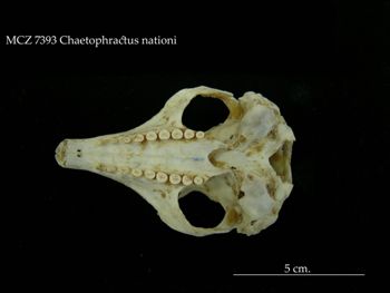 Media type: image;   Mammalogy 7393